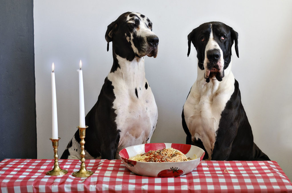 For photographers, creative therapy can look a lot like funny dog photos on Instagram