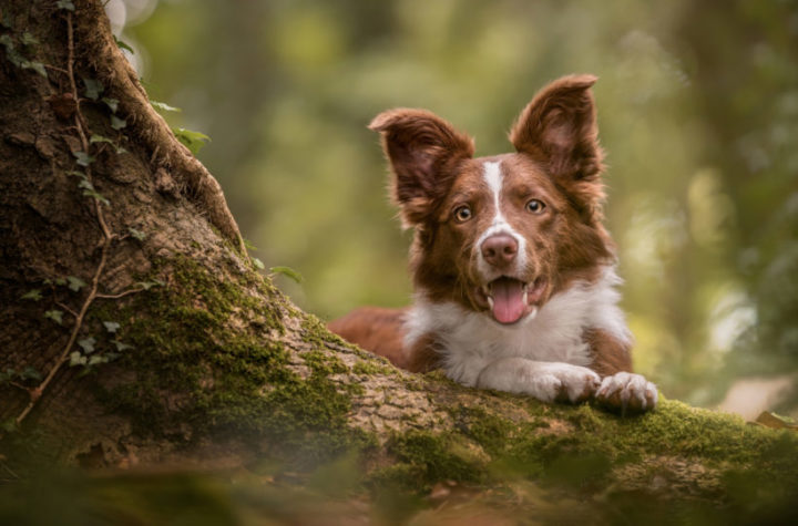 Winning tips from the Pet Photographer of the Year