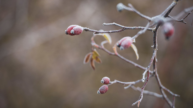 A Beginner's Guide to Capturing Winter Nature Photos