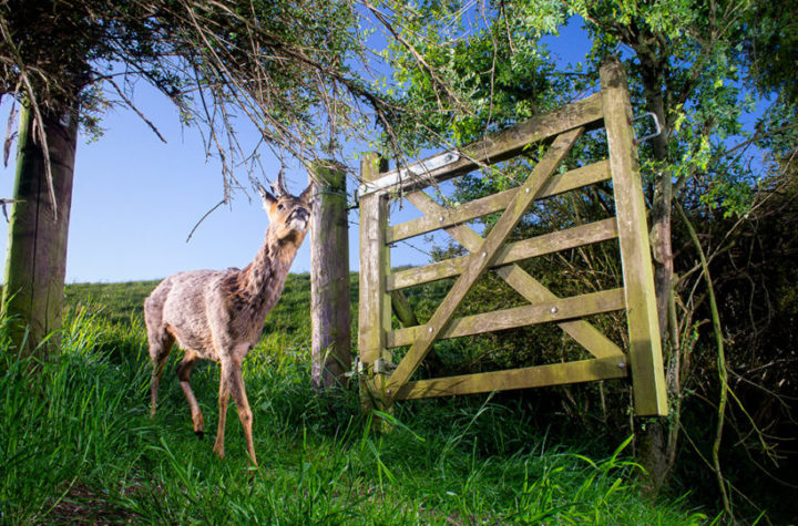 Curious deer in lockdown wins RSPCA Young Photographer of the Year competition