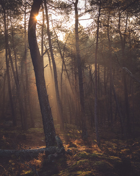 12 Ways To Turn Boring Woodlands Into Magical Photographs