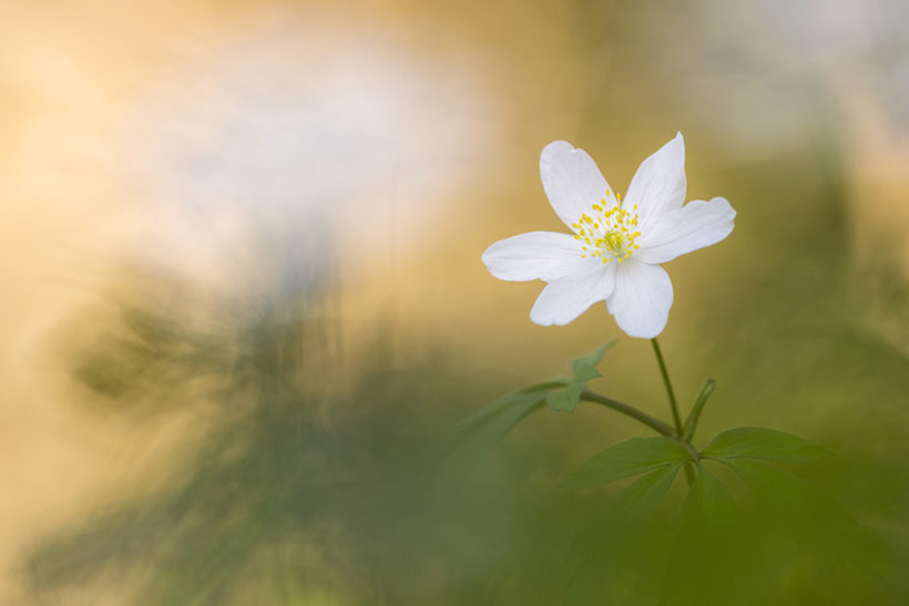 Get better nature shots this spring