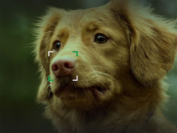 NOSEiD app helps reunite lost dogs with their owners using photos of their noses